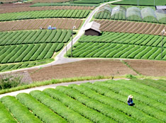 茶の産地